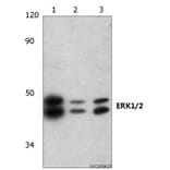 Anti-ERK1/2 (H197) Antibody from Bioworld Technology (BS3628) - Antibodies.com