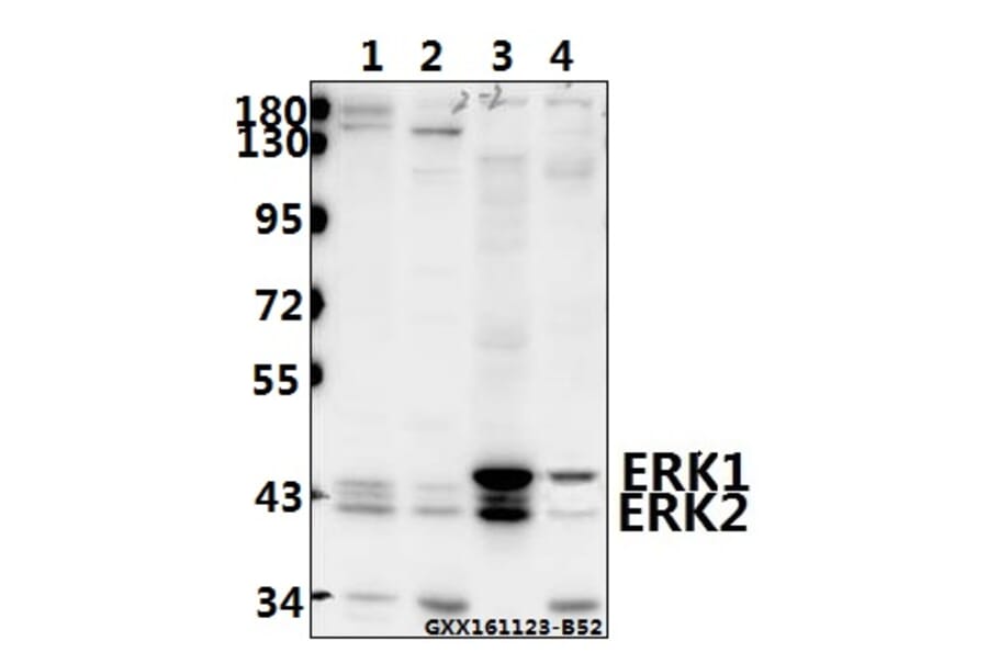 Anti-ERK1/2 (H197) Antibody from Bioworld Technology (BS3628) - Antibodies.com