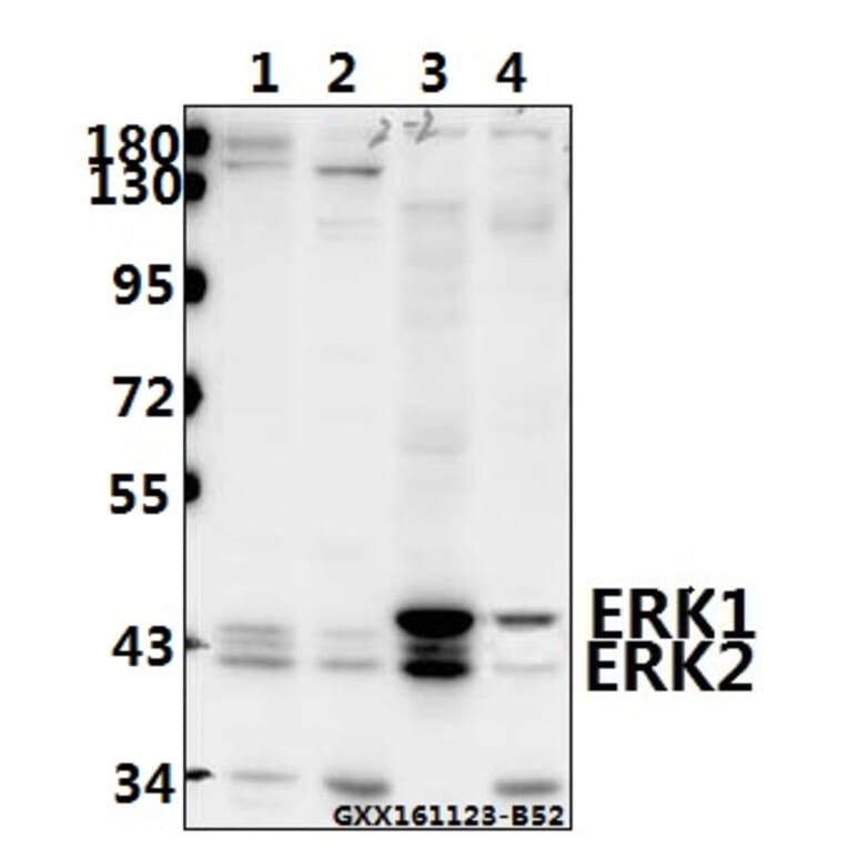 Anti-ERK1/2 (H197) Antibody from Bioworld Technology (BS3628) - Antibodies.com