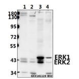 Anti-ERK1/2 (H197) Antibody from Bioworld Technology (BS3628) - Antibodies.com