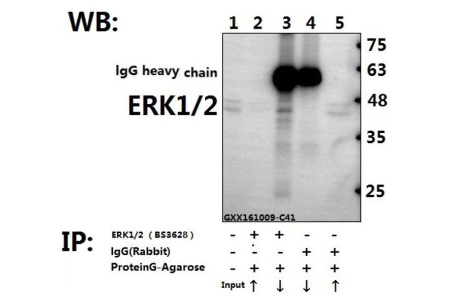 Anti-ERK1/2 (H197) Antibody from Bioworld Technology (BS3628) - Antibodies.com