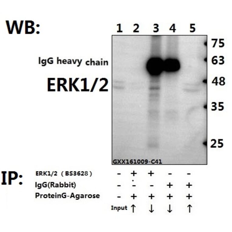 Anti-ERK1/2 (H197) Antibody from Bioworld Technology (BS3628) - Antibodies.com