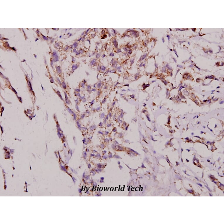 Anti-JNK1/2/3 (T178) Antibody from Bioworld Technology (BS3630) - Antibodies.com
