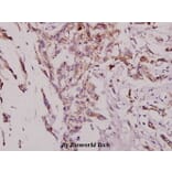 Anti-JNK1/2/3 (T178) Antibody from Bioworld Technology (BS3630) - Antibodies.com