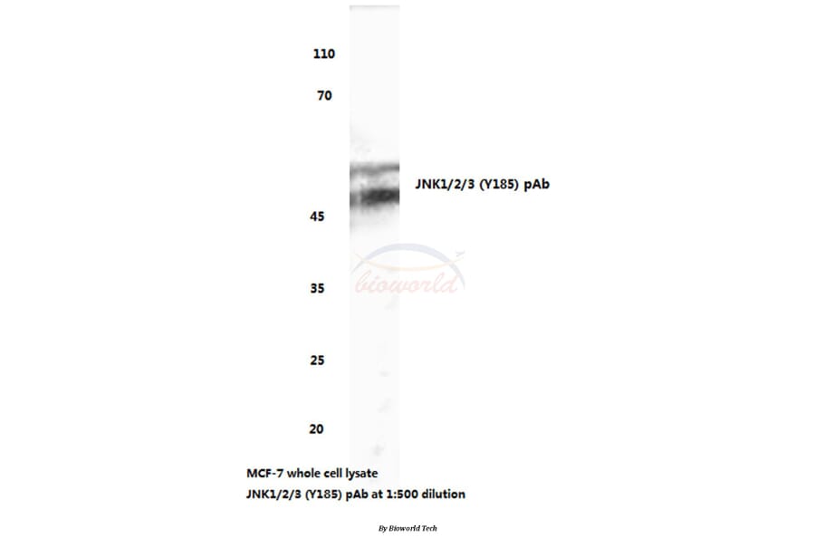 Anti-JNK1/2/3 (Y185) Antibody from Bioworld Technology (BS3631) - Antibodies.com