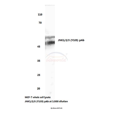 Anti-JNK1/2/3 (Y185) Antibody from Bioworld Technology (BS3631) - Antibodies.com
