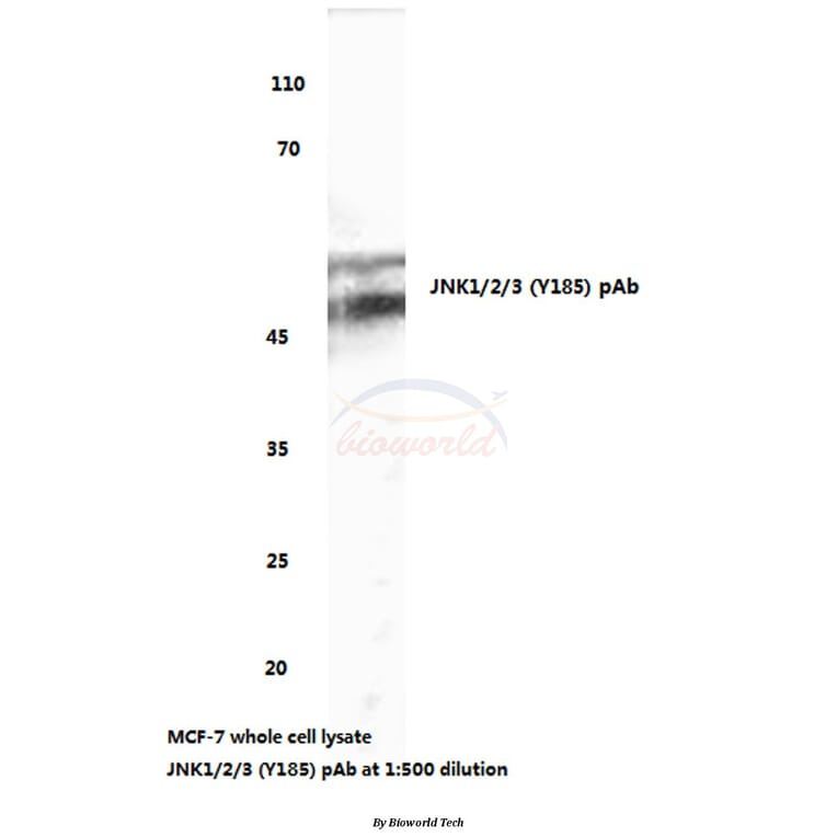 Anti-JNK1/2/3 (Y185) Antibody from Bioworld Technology (BS3631) - Antibodies.com