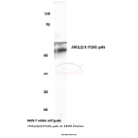 Anti-JNK1/2/3 (Y185) Antibody from Bioworld Technology (BS3631) - Antibodies.com