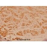 Anti-JNK1/2/3 (Y185) Antibody from Bioworld Technology (BS3631) - Antibodies.com