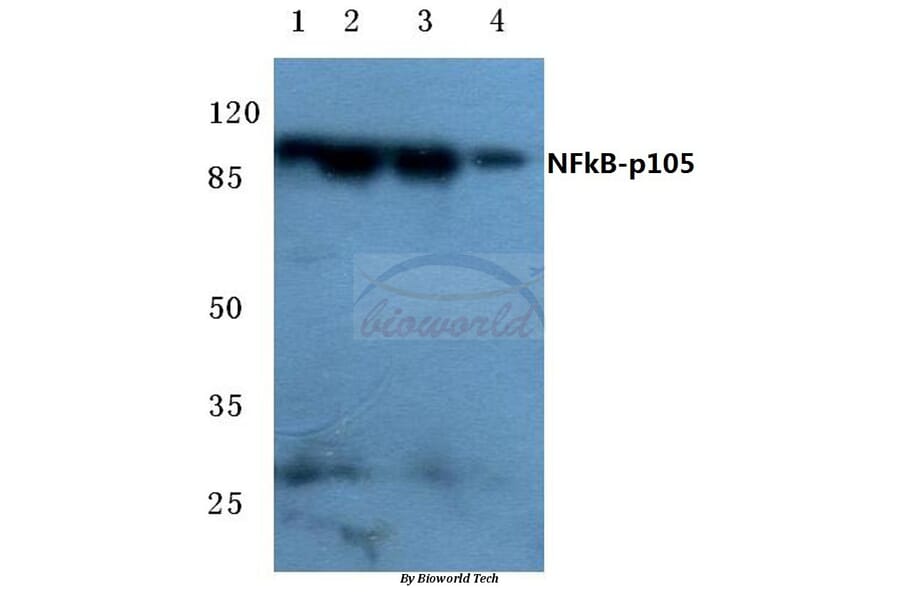 Anti-NFkB-p105 (D926) Antibody from Bioworld Technology (BS3632) - Antibodies.com