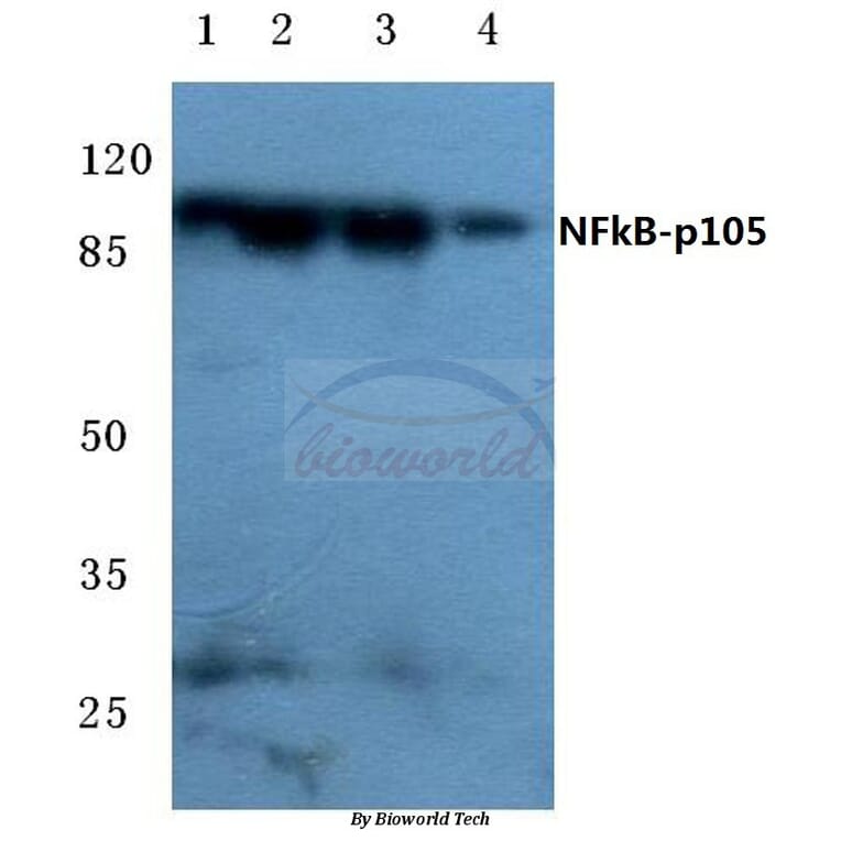 Anti-NFkB-p105 (D926) Antibody from Bioworld Technology (BS3632) - Antibodies.com