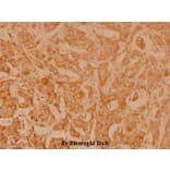 Anti-NFkB-p105 (D926) Antibody from Bioworld Technology (BS3632) - Antibodies.com