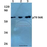 Anti-p70 S6K (F428) Antibody from Bioworld Technology (BS3633) - Antibodies.com