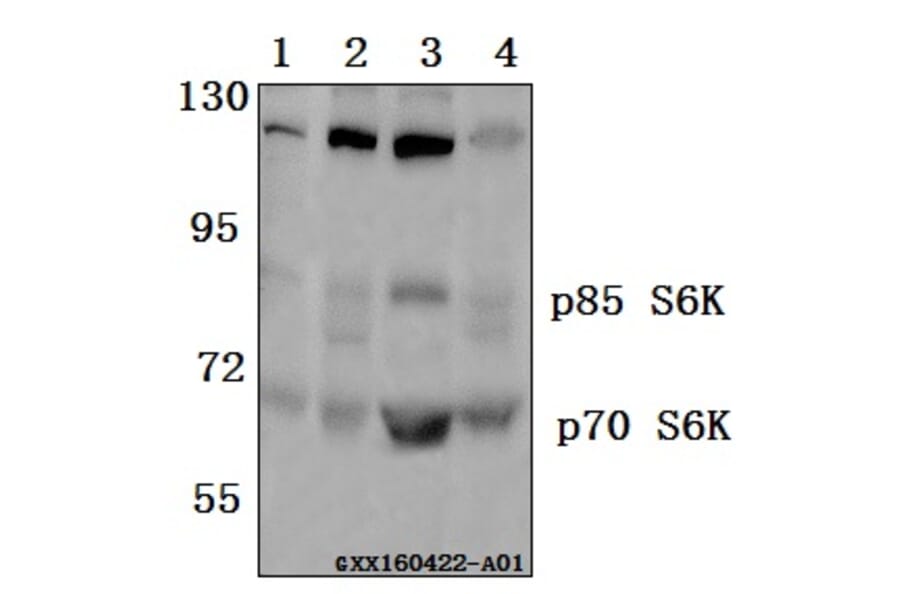 Anti-p70 S6K (F428) Antibody from Bioworld Technology (BS3633) - Antibodies.com