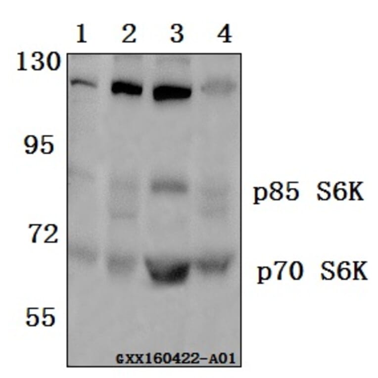 Anti-p70 S6K (F428) Antibody from Bioworld Technology (BS3633) - Antibodies.com