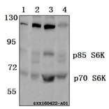 Anti-p70 S6K (F428) Antibody from Bioworld Technology (BS3633) - Antibodies.com