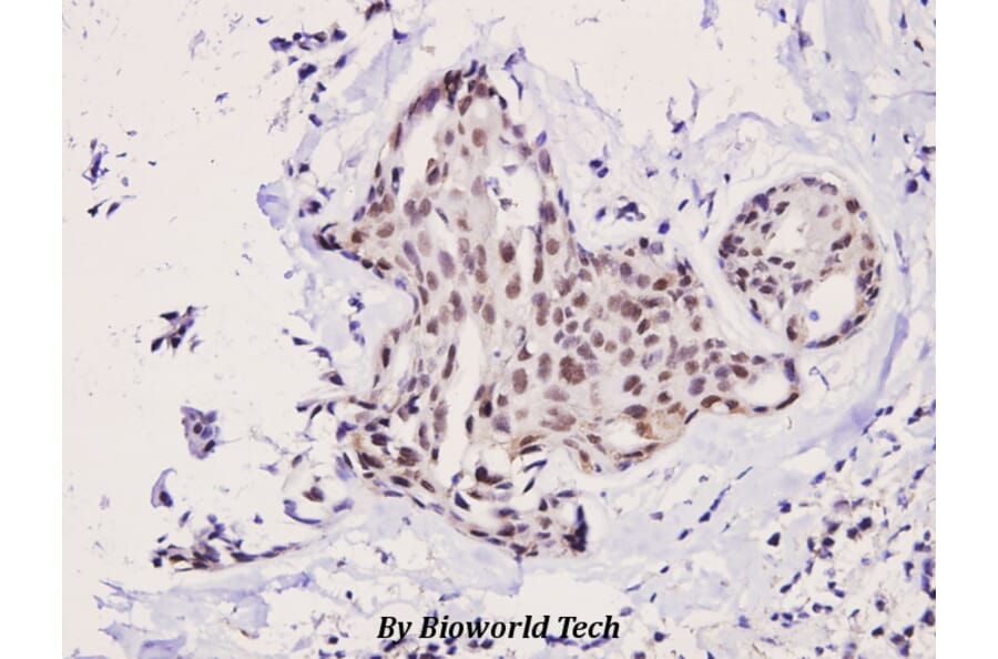 Anti-p70 S6K (F428) Antibody from Bioworld Technology (BS3633) - Antibodies.com