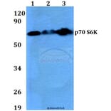 Anti-p70 S6K (F438) Antibody from Bioworld Technology (BS3634) - Antibodies.com