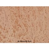 Anti-p70 S6K (F438) Antibody from Bioworld Technology (BS3634) - Antibodies.com