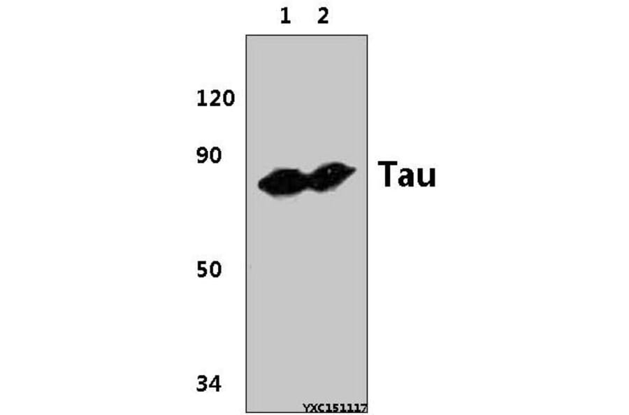 Anti-Tau (P206) Antibody from Bioworld Technology (BS3639) - Antibodies.com