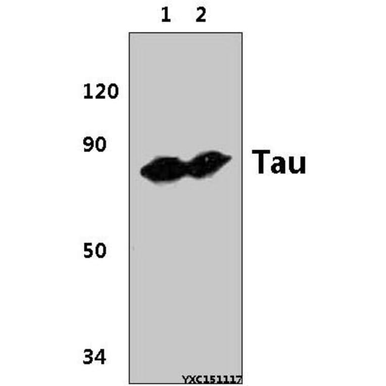 Anti-Tau (P206) Antibody from Bioworld Technology (BS3639) - Antibodies.com