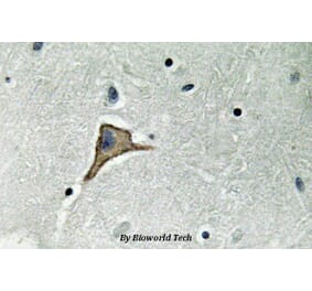 Anti-Connexin 43 (R361) Antibody from Bioworld Technology (BS3640) - Antibodies.com