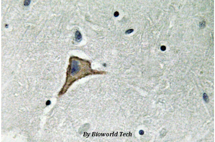 Anti-Connexin 43 (R361) Antibody from Bioworld Technology (BS3640) - Antibodies.com