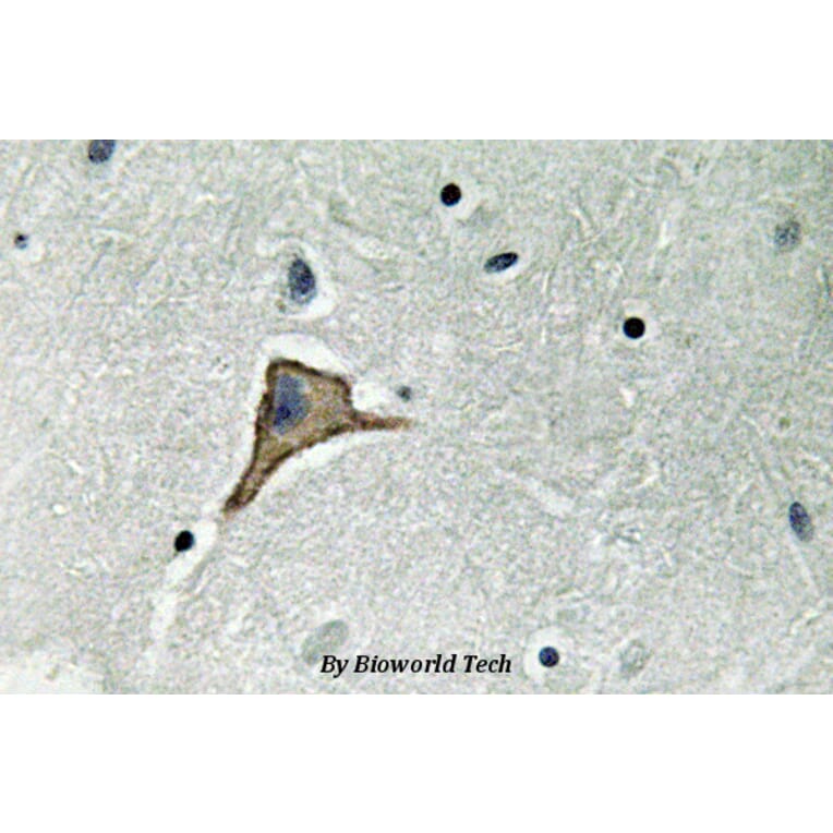 Anti-Connexin 43 (R361) Antibody from Bioworld Technology (BS3640) - Antibodies.com