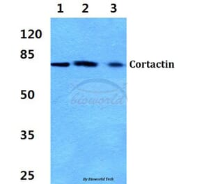 Anti-Cortactin (P415) Antibody from Bioworld Technology (BS3641) - Antibodies.com