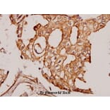 Anti-Cortactin (P415) Antibody from Bioworld Technology (BS3641) - Antibodies.com