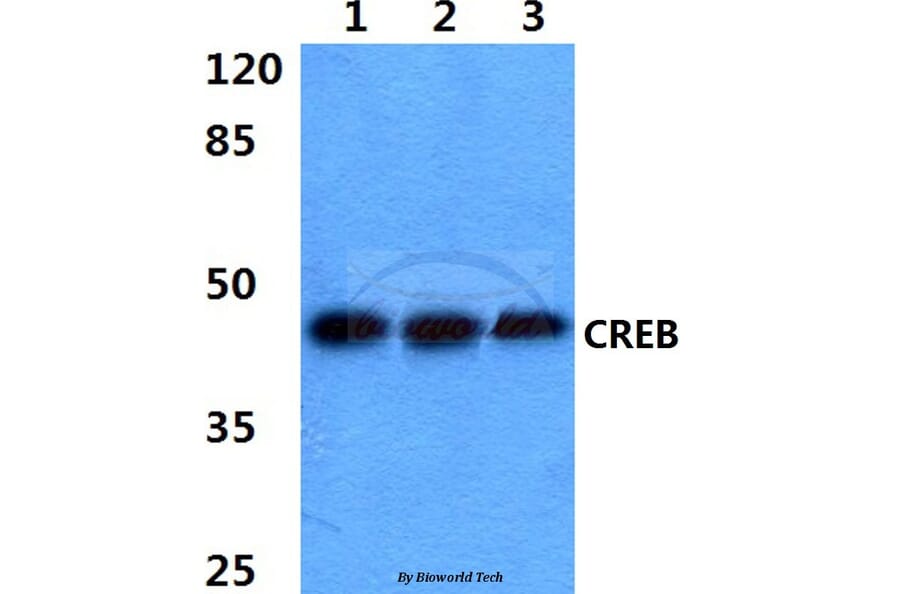 Anti-CREB (K123) Antibody from Bioworld Technology (BS3644) - Antibodies.com