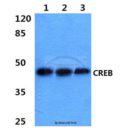 Anti-CREB (K123) Antibody from Bioworld Technology (BS3644) - Antibodies.com