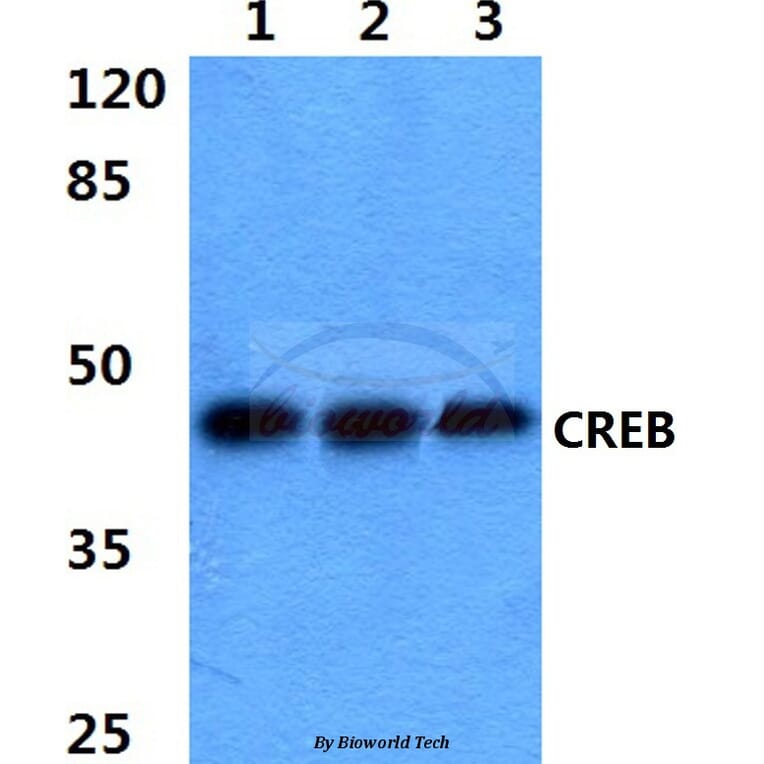 Anti-CREB (K123) Antibody from Bioworld Technology (BS3644) - Antibodies.com