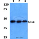 Anti-CREB (K123) Antibody from Bioworld Technology (BS3644) - Antibodies.com