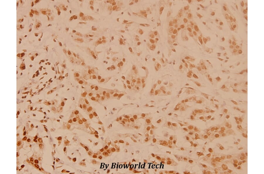 Anti-CREB (K123) Antibody from Bioworld Technology (BS3644) - Antibodies.com