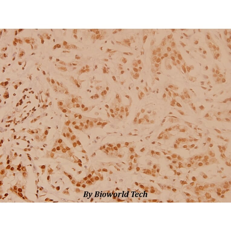 Anti-CREB (K123) Antibody from Bioworld Technology (BS3644) - Antibodies.com
