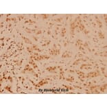 Anti-CREB (K123) Antibody from Bioworld Technology (BS3644) - Antibodies.com