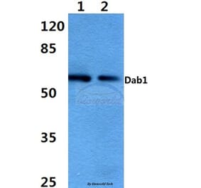 Anti-Dab1 (E214) Antibody from Bioworld Technology (BS3645) - Antibodies.com