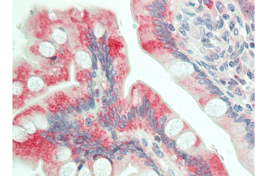 Anti-Dab1 (E214) Antibody from Bioworld Technology (BS3645) - Antibodies.com