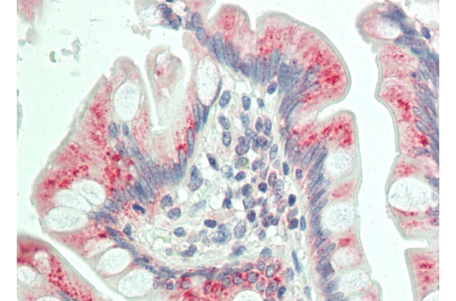 Anti-Dab1 (Q226) Antibody from Bioworld Technology (BS3646) - Antibodies.com