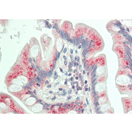 Anti-Dab1 (Q226) Antibody from Bioworld Technology (BS3646) - Antibodies.com