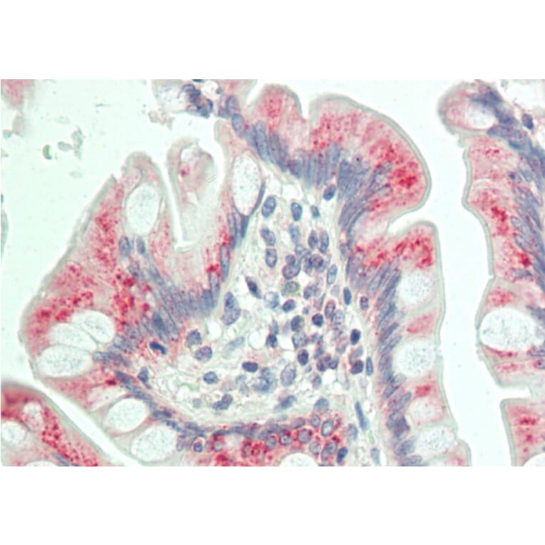 Anti-Dab1 (Q226) Antibody from Bioworld Technology (BS3646) - Antibodies.com
