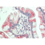Anti-Dab1 (Q226) Antibody from Bioworld Technology (BS3646) - Antibodies.com