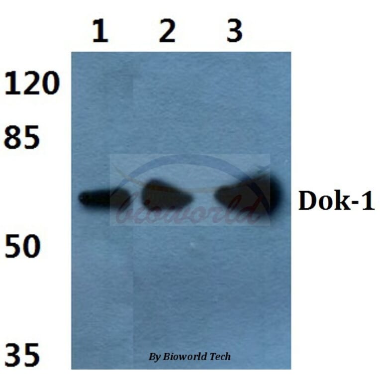 Anti-Dok-1 (P356) Antibody from Bioworld Technology (BS3649) - Antibodies.com