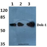 Anti-Dok-1 (P356) Antibody from Bioworld Technology (BS3649) - Antibodies.com