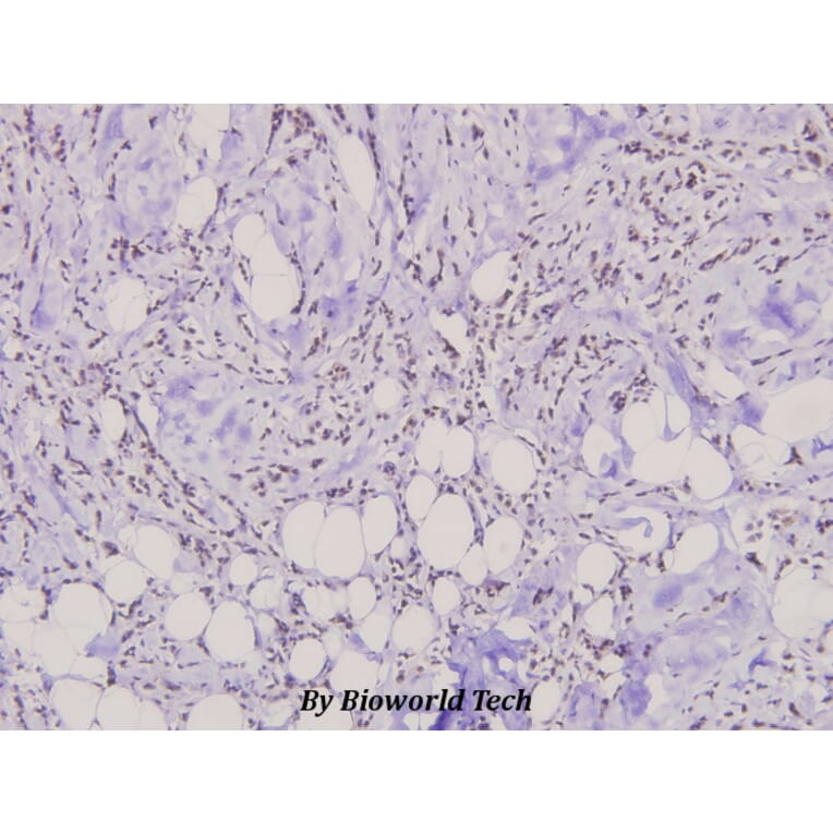 Anti-Dok-1 (P356) Antibody from Bioworld Technology (BS3649) - Antibodies.com