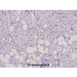 Anti-Dok-1 (P356) Antibody from Bioworld Technology (BS3649) - Antibodies.com