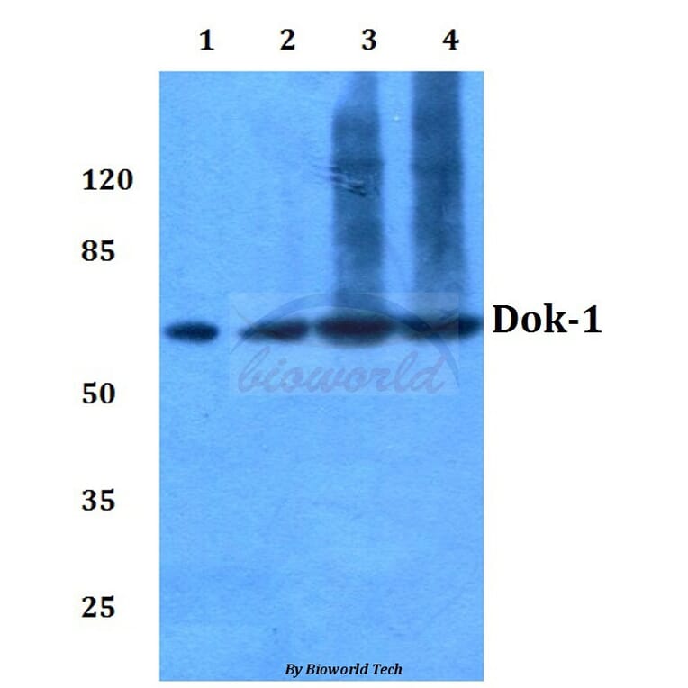 Anti-Dok-1 (R392) Antibody from Bioworld Technology (BS3650) - Antibodies.com