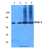 Anti-Dok-1 (R392) Antibody from Bioworld Technology (BS3650) - Antibodies.com
