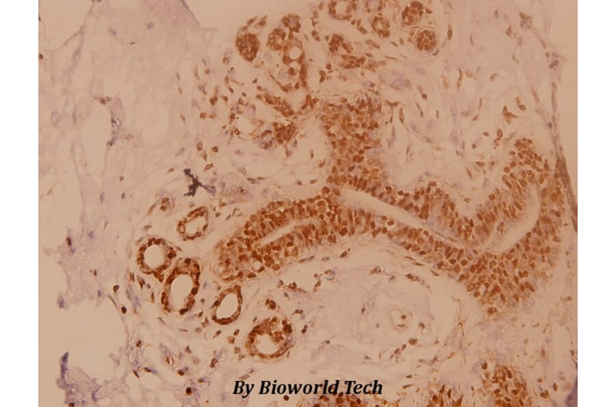 Anti-Dok-1 (R392) Antibody from Bioworld Technology (BS3650) - Antibodies.com